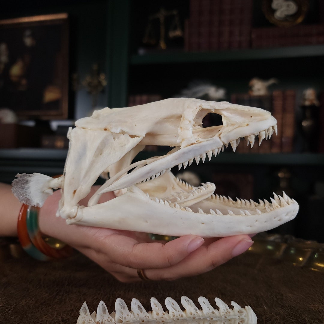 Real Giant Moray Eel Skull 14 Cm, With Pharyngeal Jaw, Monster Fish