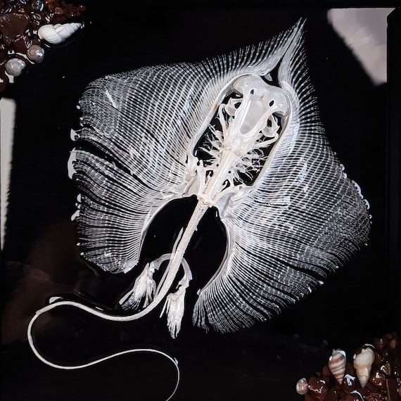 Real Stingray Skeleton, Fish Taxidermy in in Shadow Box With Resin