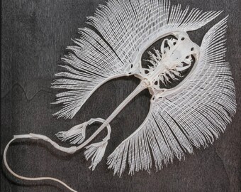 エイの骨格標本 本物の魚の剥製 - 珍品コレクター向け 海洋生物学