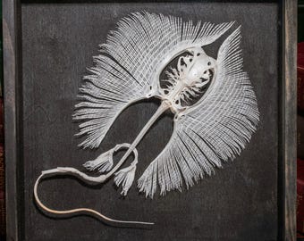 エイの骨格標本 本物の魚の剥製 - 珍品コレクター向け 海洋生物学
