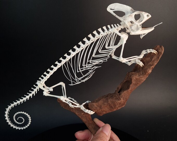 Real Chameleon Skeleton Veiled Chameleon Taxidermy Removable - Etsy