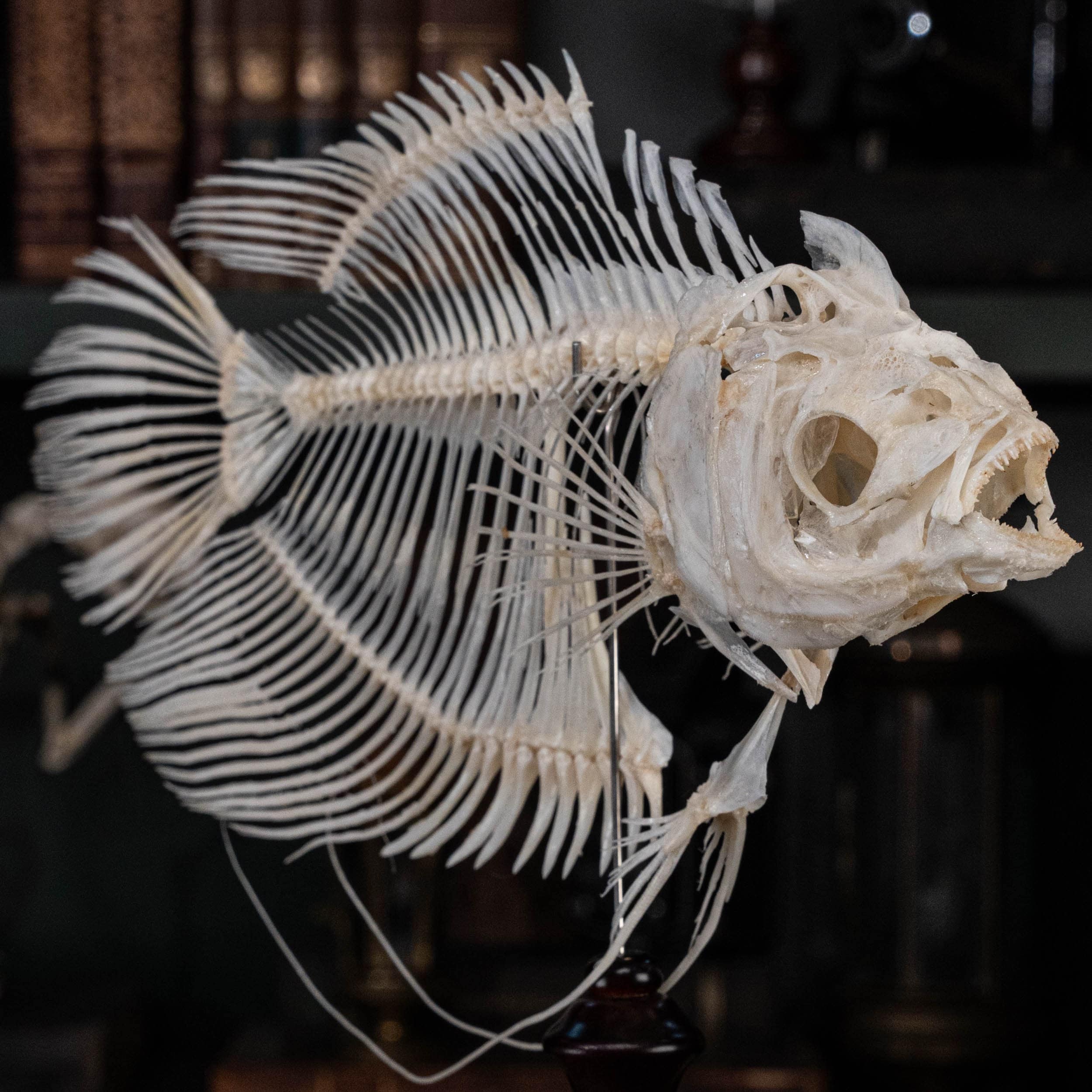 Real Elephant-Ear Gourami Skeleton: Fish Taxidermy, Gothic Home Decor