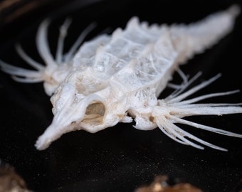 Skelet van echte drakenzeemot, zeemot, pegasidae, vistaxidermie, vintage lijst