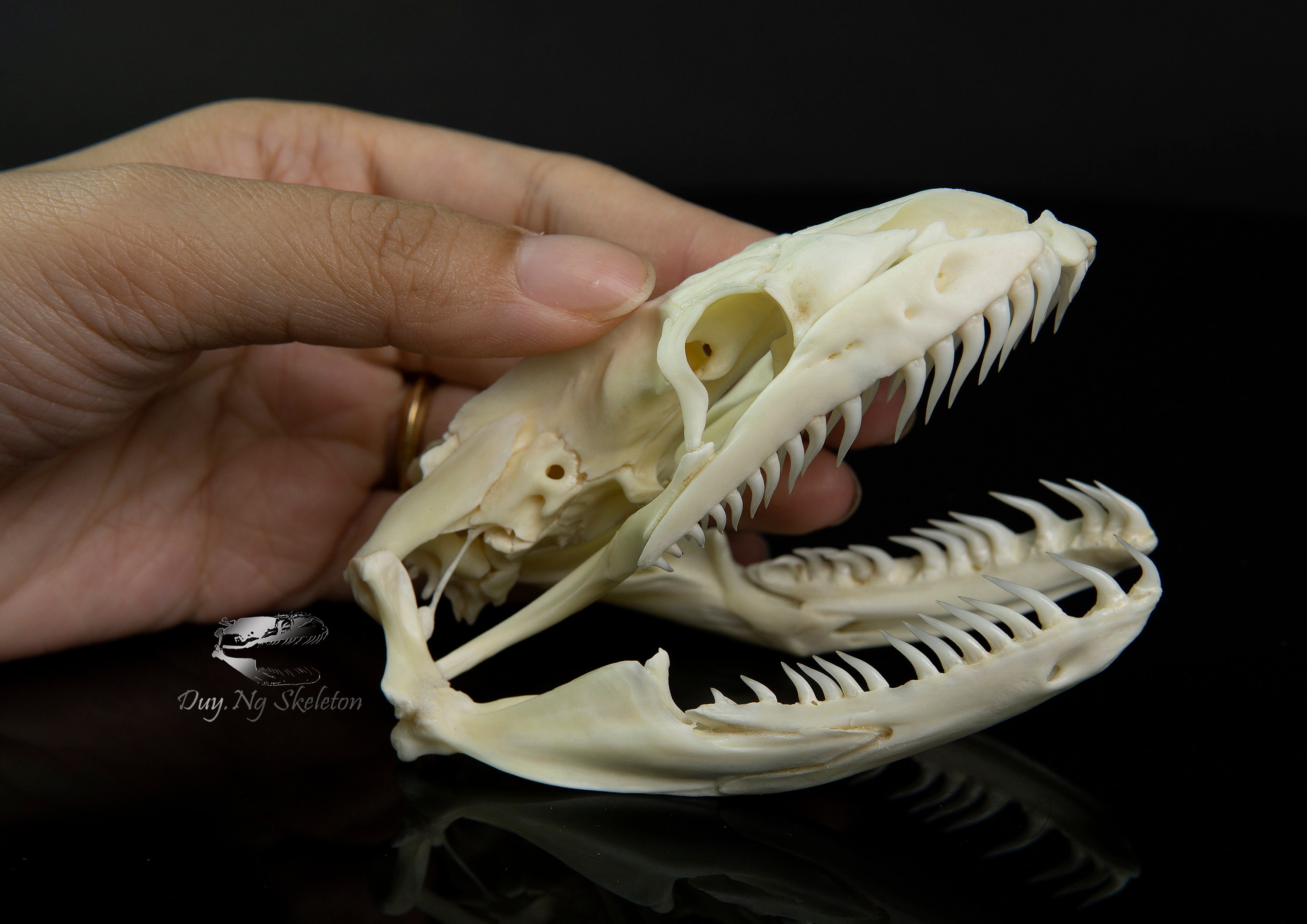 Real Large Python Skull 10.5 cm Size L Snake articulation | Etsy
