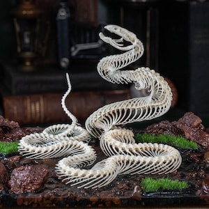 Peut inclure: Une représentation détaillée d'un squelette de serpent, mettant en valeur la structure osseuse complexe. Le squelette est présenté enroulé, avec le crâne et la colonne vertébrale clairement visibles. L'ensemble comprend de petits rochers et des touffes de mousse verte.