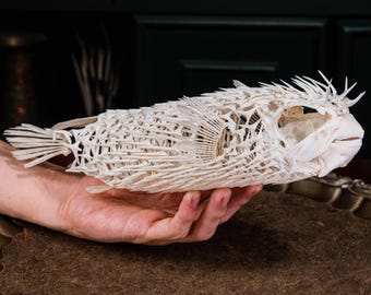 ハリセンボンの骨格 本物の魚の剥製 - 海洋生物学の珍奇、自然史