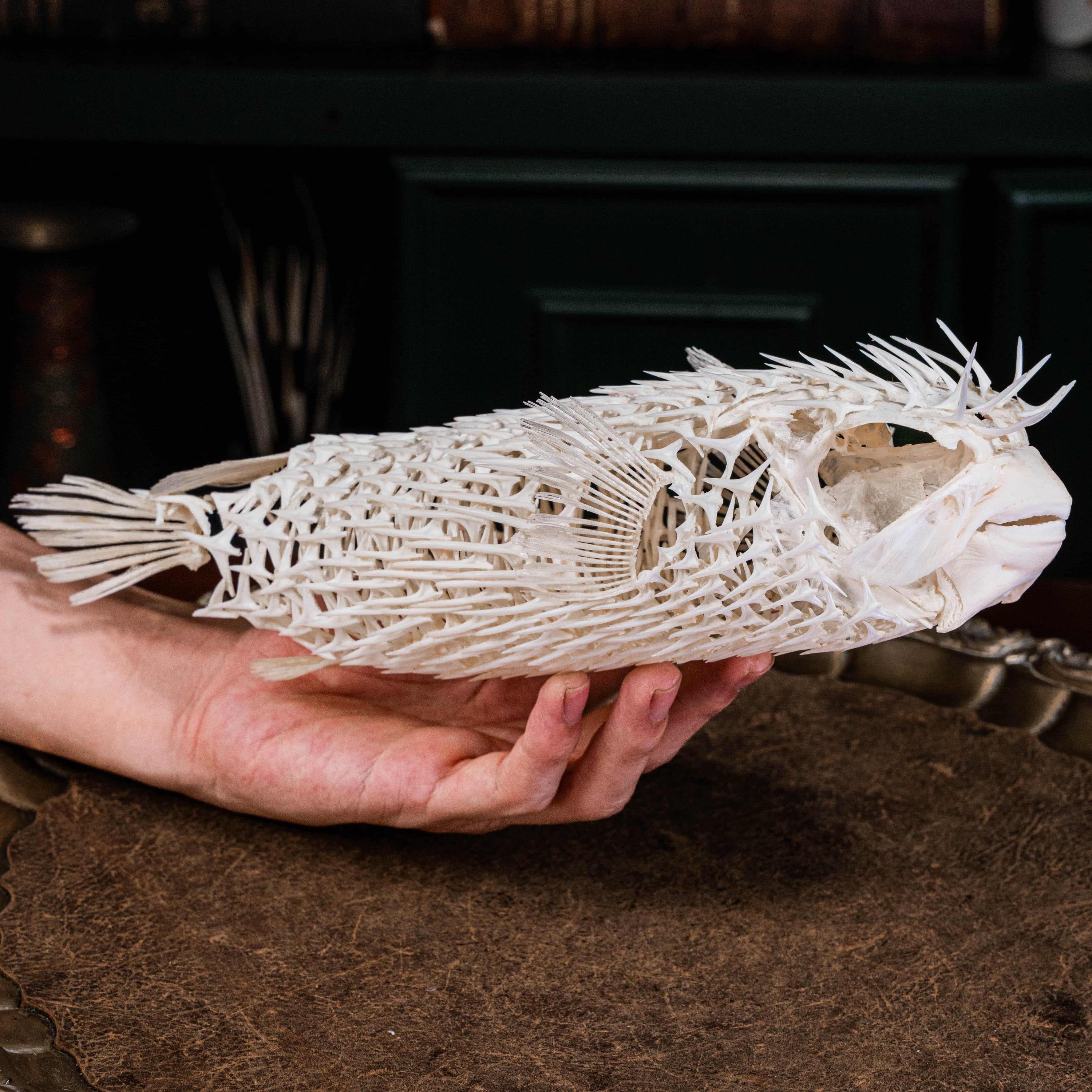 ハリセンボンの骨格 本物の魚の剥製 - 海洋生物学の珍奇、自然史