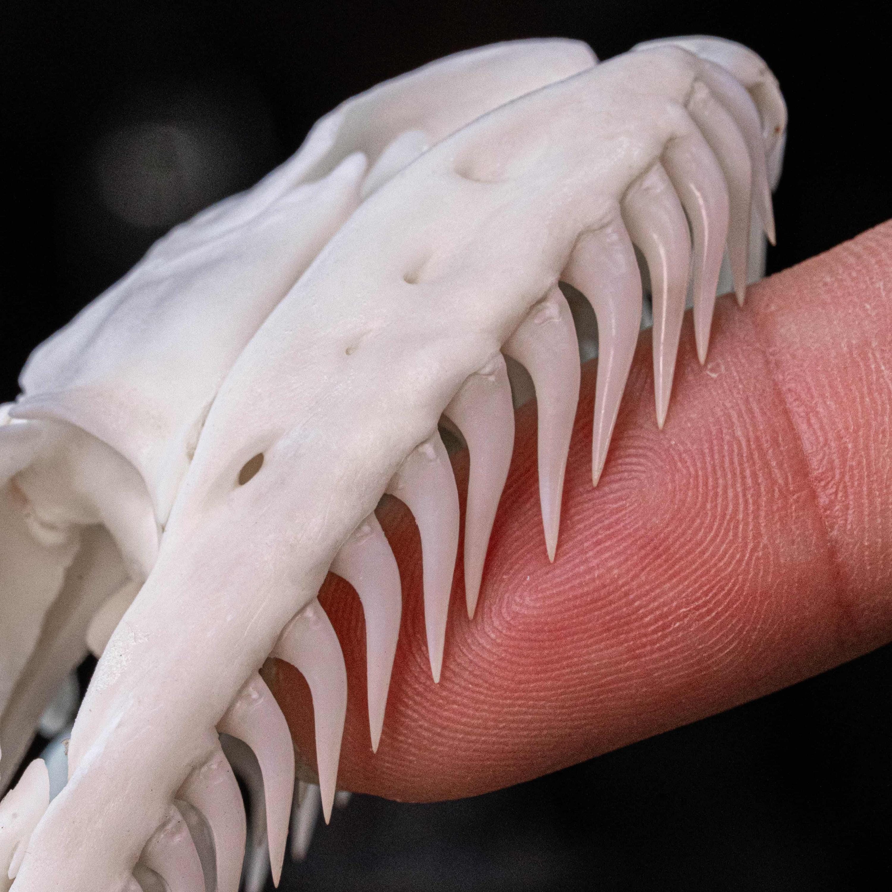 ニシキヘビ 椎骨（ついこつ）30個セット 本物のパイソンの頭蓋骨 11 cm ヘビの骨格 剥製 珍品 珍品