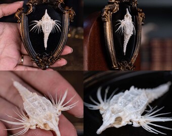 テンの剥製 オブジェ　アート　骨董品　アンティーク　おしゃれ 楽天市場】0287 木のオブジェ 木の飾り物置物 古道具 木 古民具 レトロ