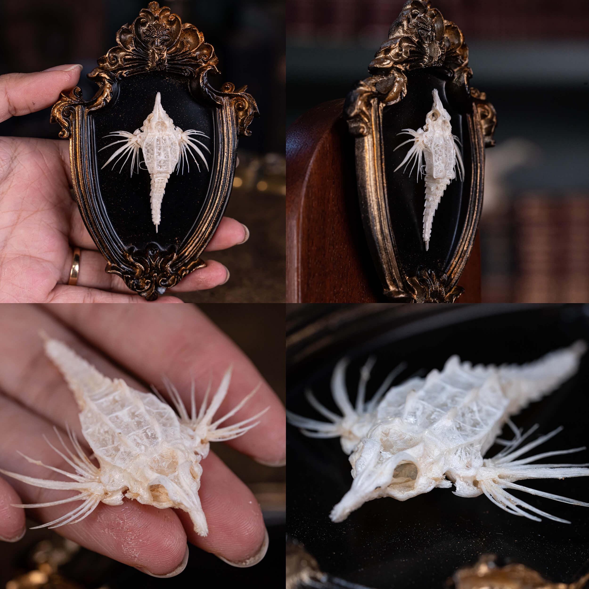 本物のヘビの骨格剥製：倫理的に調達されたゴシック魔術の装飾品