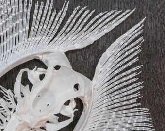 エイの骨格標本 本物の魚の剥製 - 珍品コレクター向け 海洋生物学