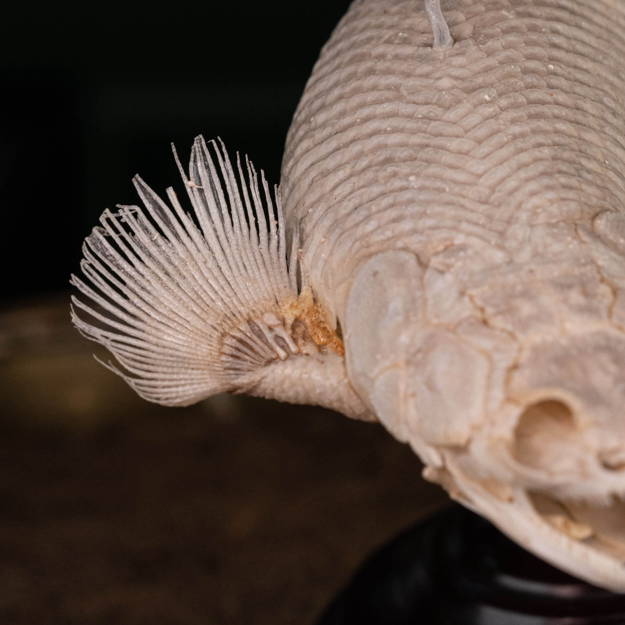 本物のセネガルビチル魚の骨格、ポリプテルス・セネガルス、本物の