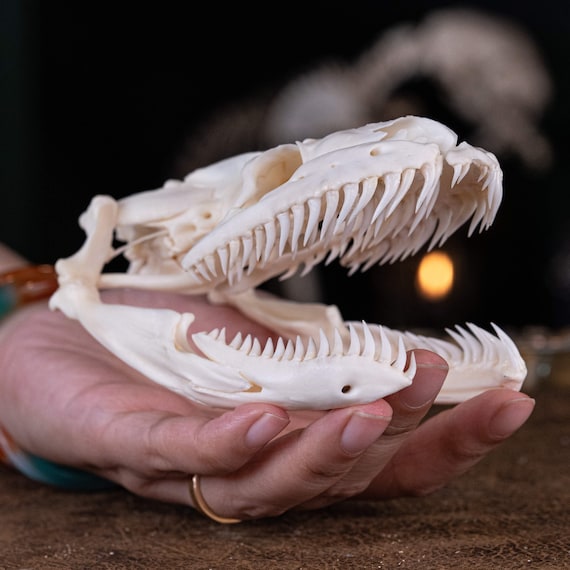 パイソンの頭蓋骨 12 cm 本物のヘビの骨格の剥製、ゴシック装飾、動物