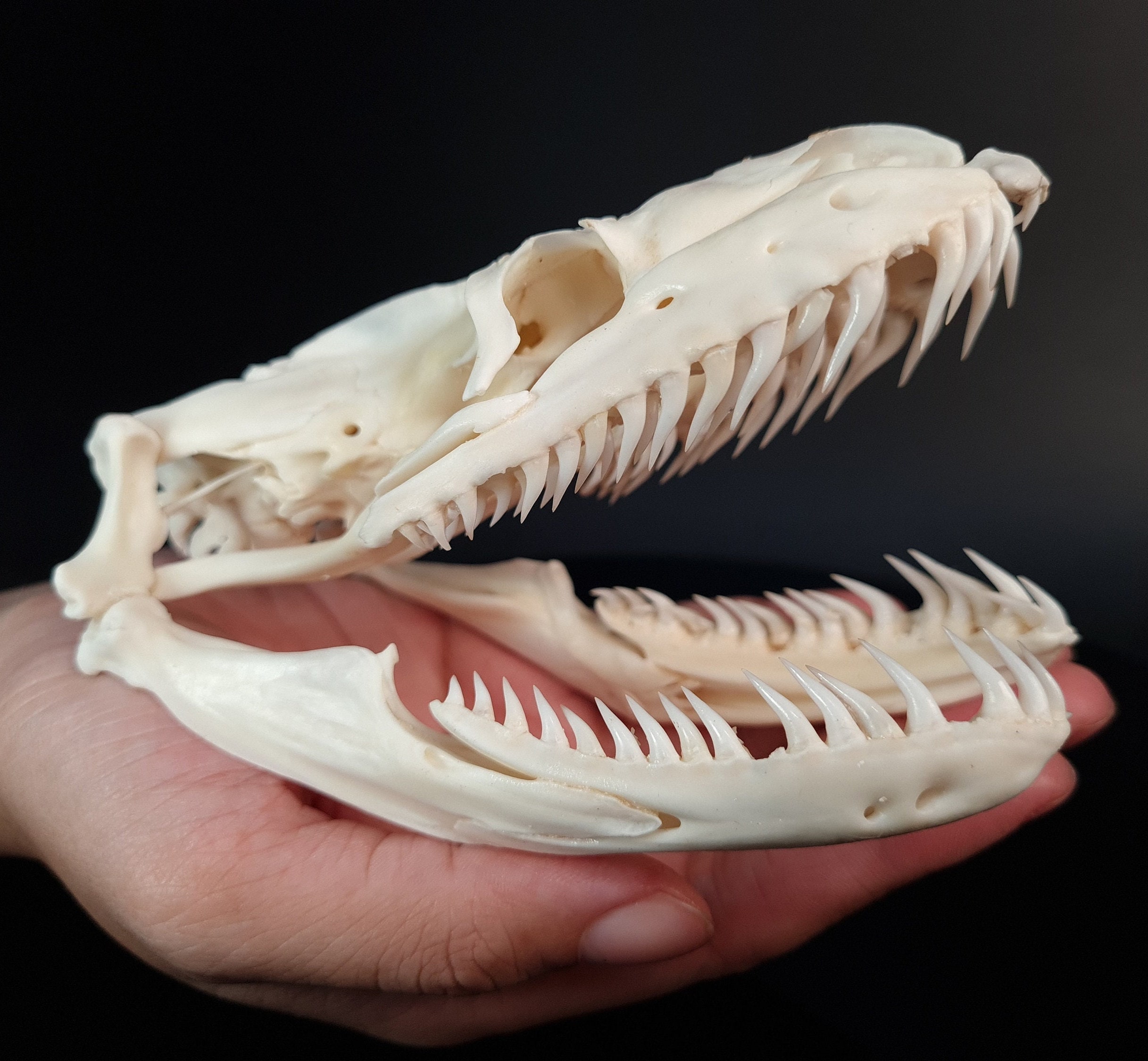 Reticulated Python Teeth