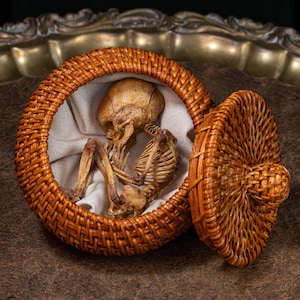 May include: A small, round, woven basket with a lid, containing a miniature human skeleton. The skeleton is positioned inside the basket on a white cloth. The basket is made of brown wicker and sits on a textured surface.