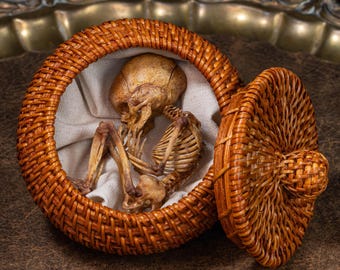 Human Fetus Skeleton in Rattan Basket – Faux Taxidermy Anatomy 3D Print Model, Dark Academia Art