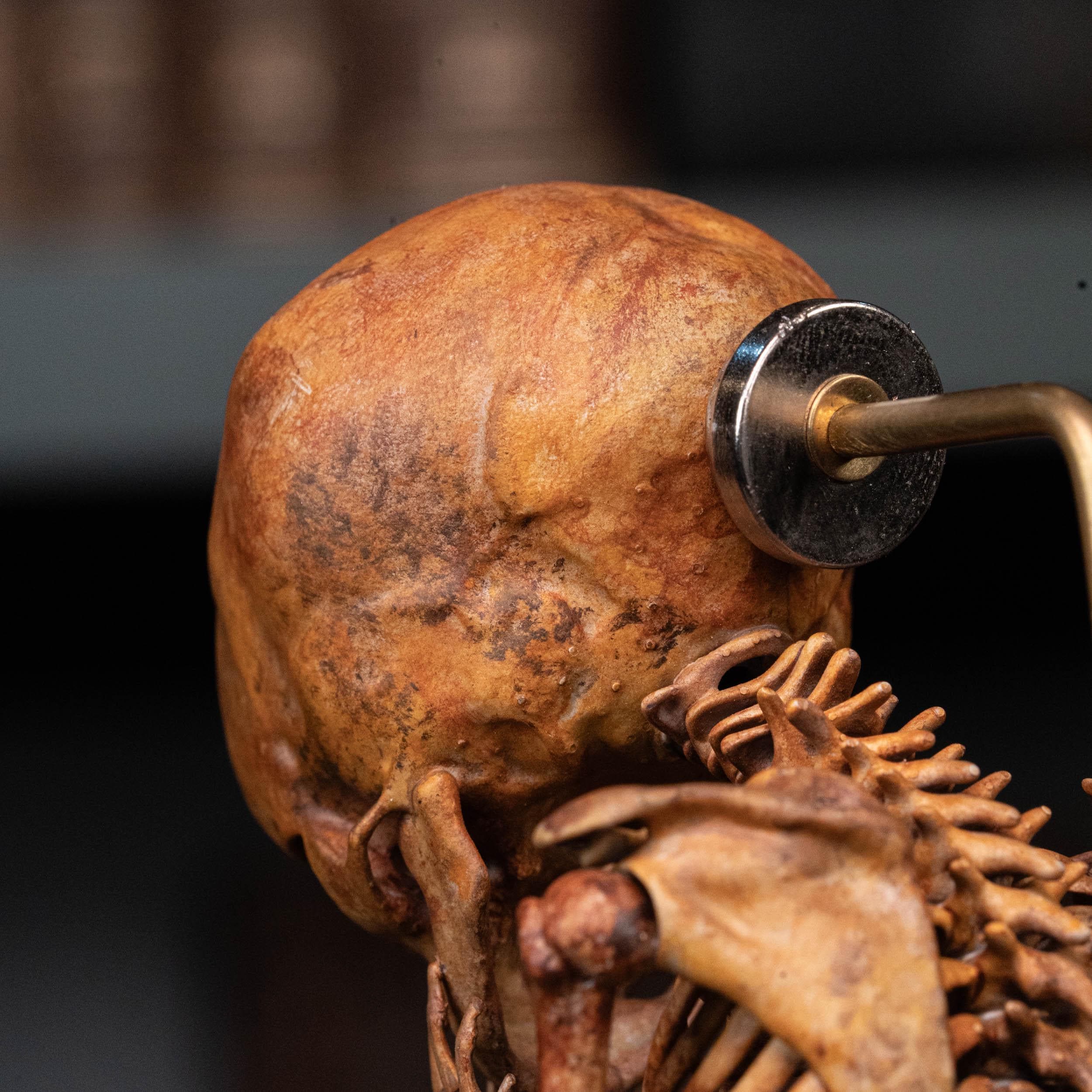 3D Printed Human Fetus, Infant Baby Skeleton, Hand Painted
