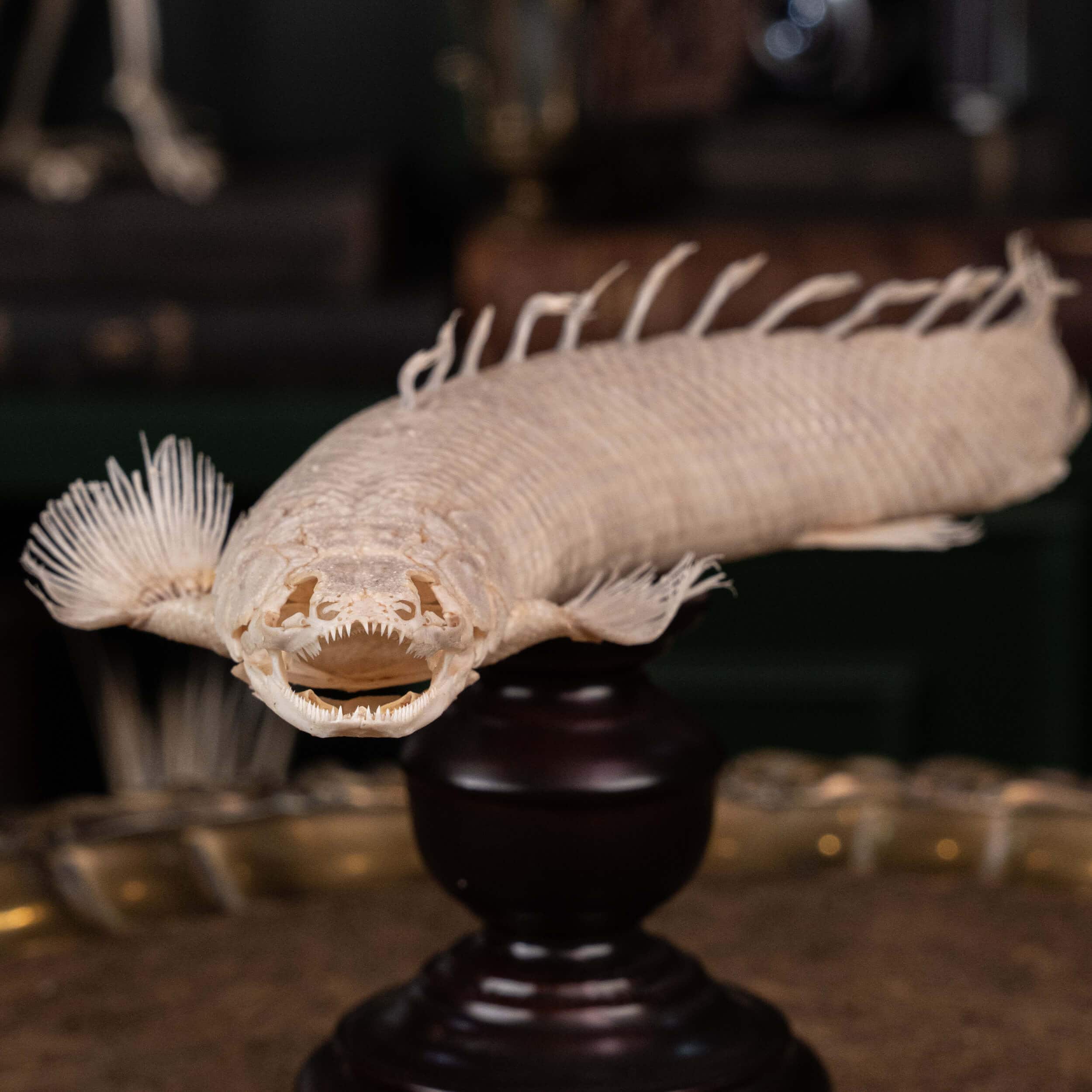 本物のセネガルビチル魚の骨格、ポリプテルス・セネガルス、本物の