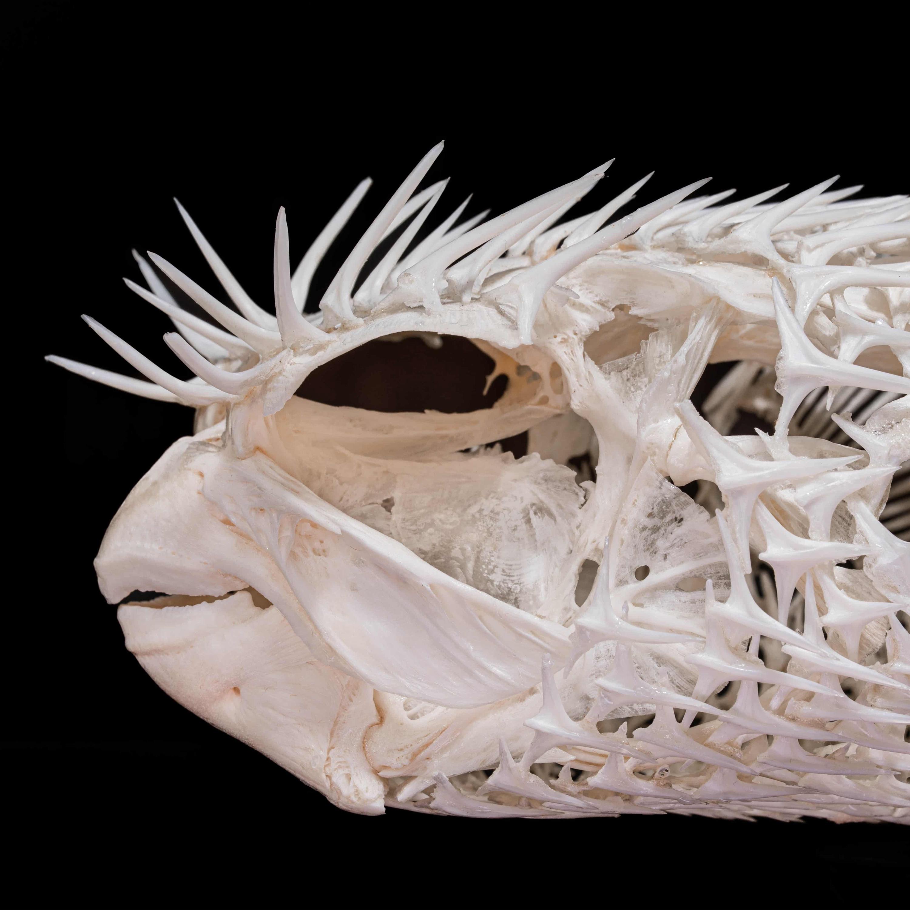 ハリセンボンの骨格 本物の魚の剥製 - 海洋生物学の珍奇、自然史