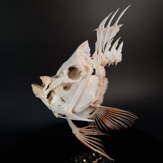 Real Emperor Angelfish Skull, Fish Taxidermy, Pomacanthus Imperator 