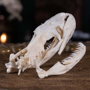 Python Skull 12 Cm Real Snake Skeleton Taxidermy, Gothic Decor, Animal ...