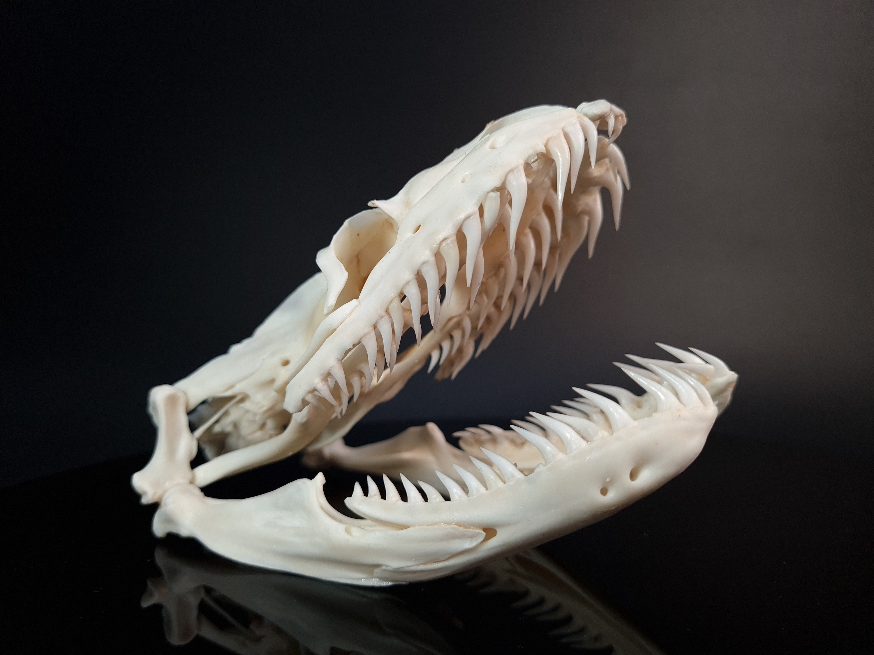 Python Skeleton