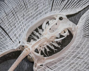 il_340x270.8302428019_tmye.jpg