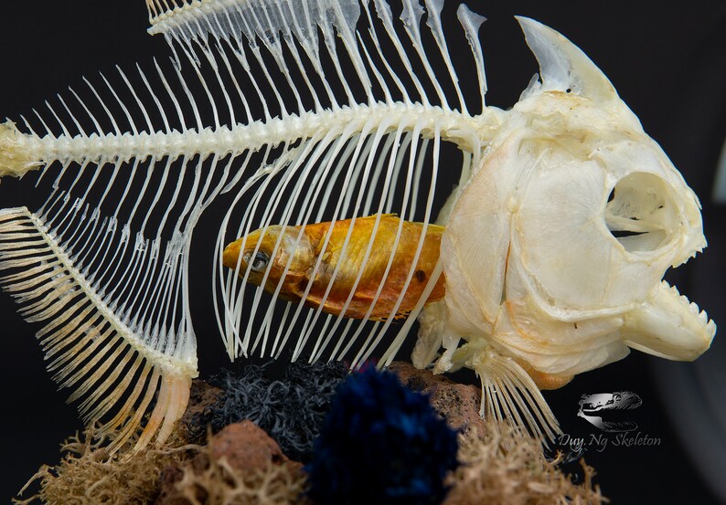 Piranha Skeleton real fish skeleton articulation oddities Etsy