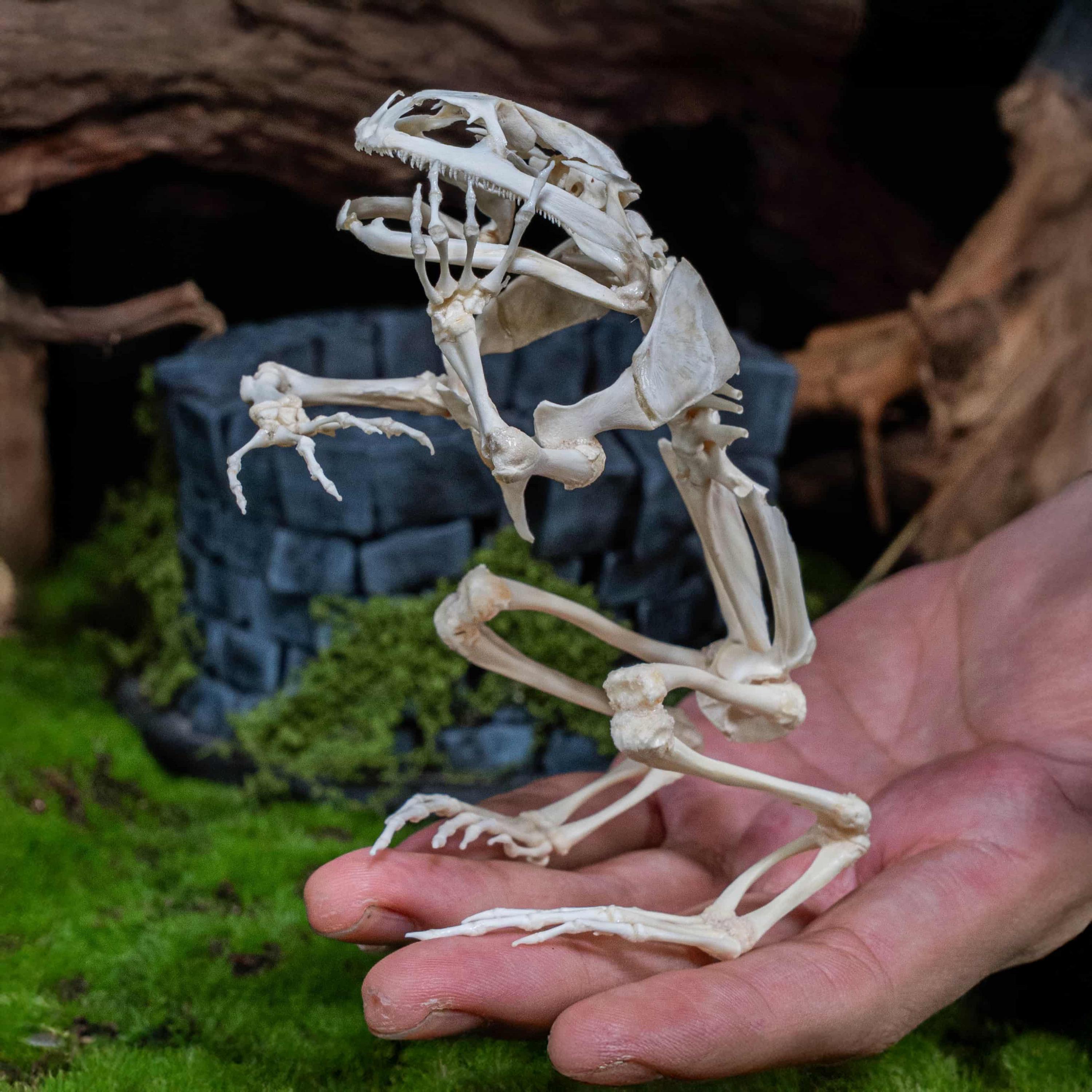 石の井戸に収められた本物のカエルの骨格 – 本物のカエルの剥製