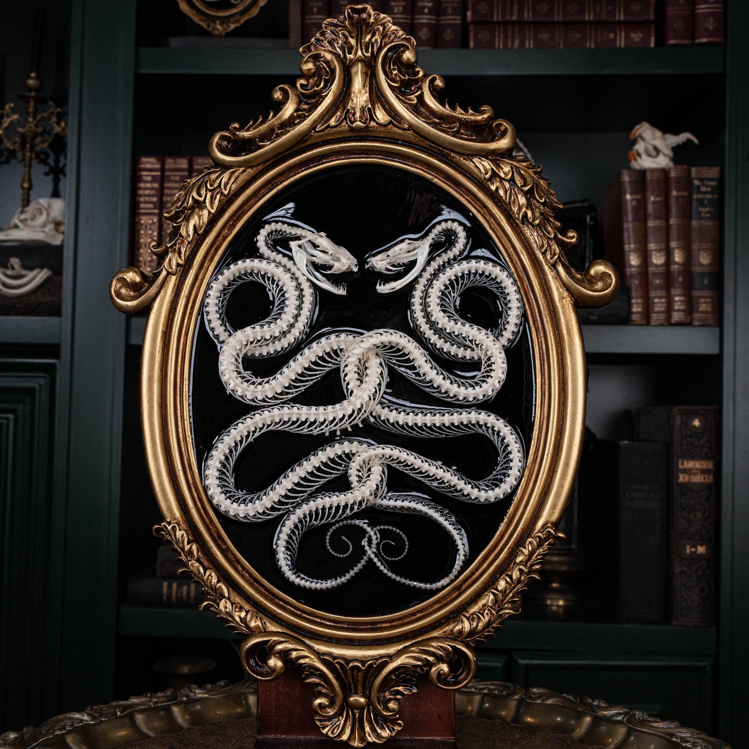 Real Snake Skeleton on Vintage Frame, Caduceus Ouroboros snake, Taxidermy Art Snake, Gothic Wall decor, Animal bones and skeletons