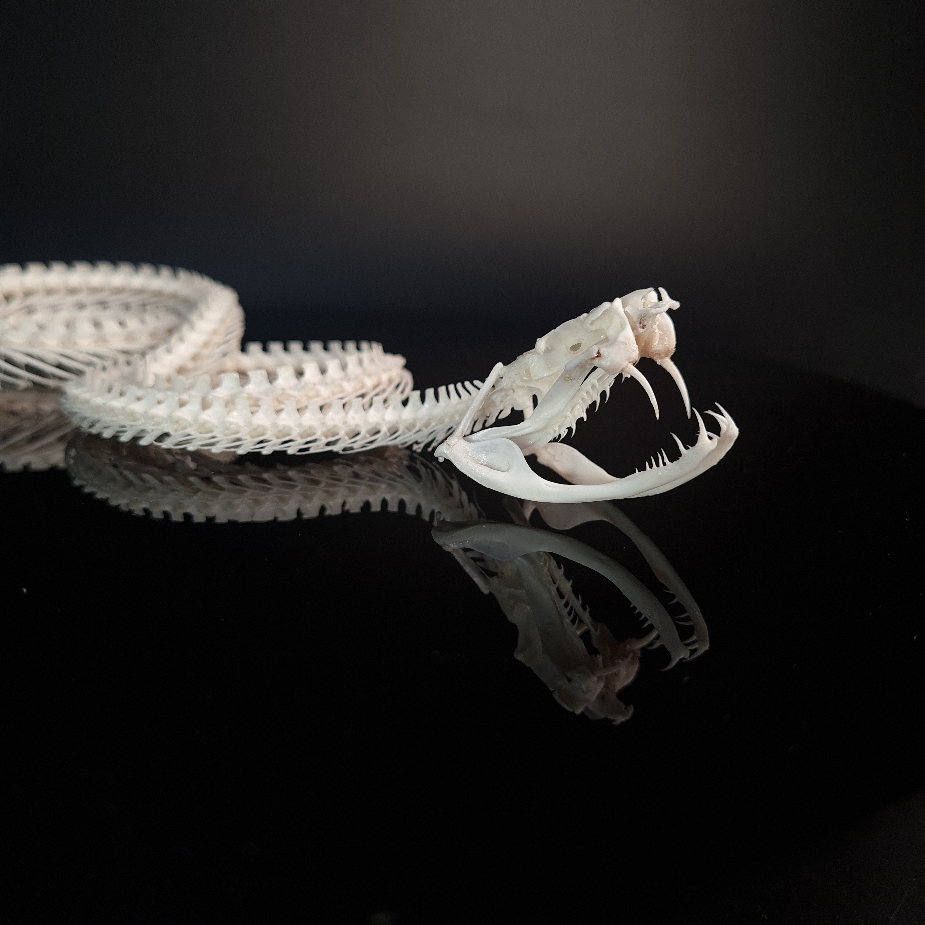 Gaboon Viper Skeleton