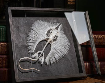 エイの骨格標本 本物の魚の剥製 - 珍品コレクター向け 海洋生物学