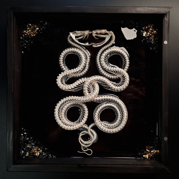 Real Viper Snake skeleton, Ouroboros, Caduceus, 24K gold leaf