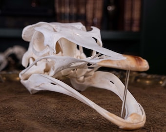 本物のダチョウの頭蓋骨（長い首の脊椎付き）、関節可動式の鳥の骨格