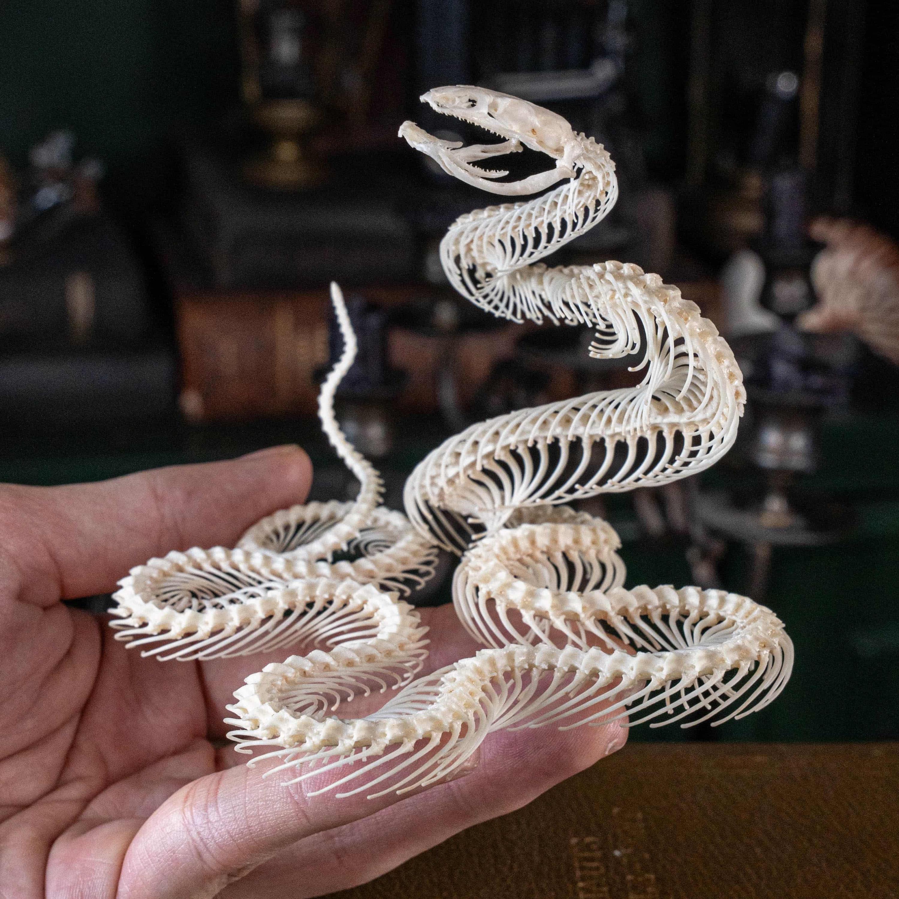 本物のヘビの骨格の剥製：ゴシック魔術の装飾、倫理的に調達 - Etsy 日本