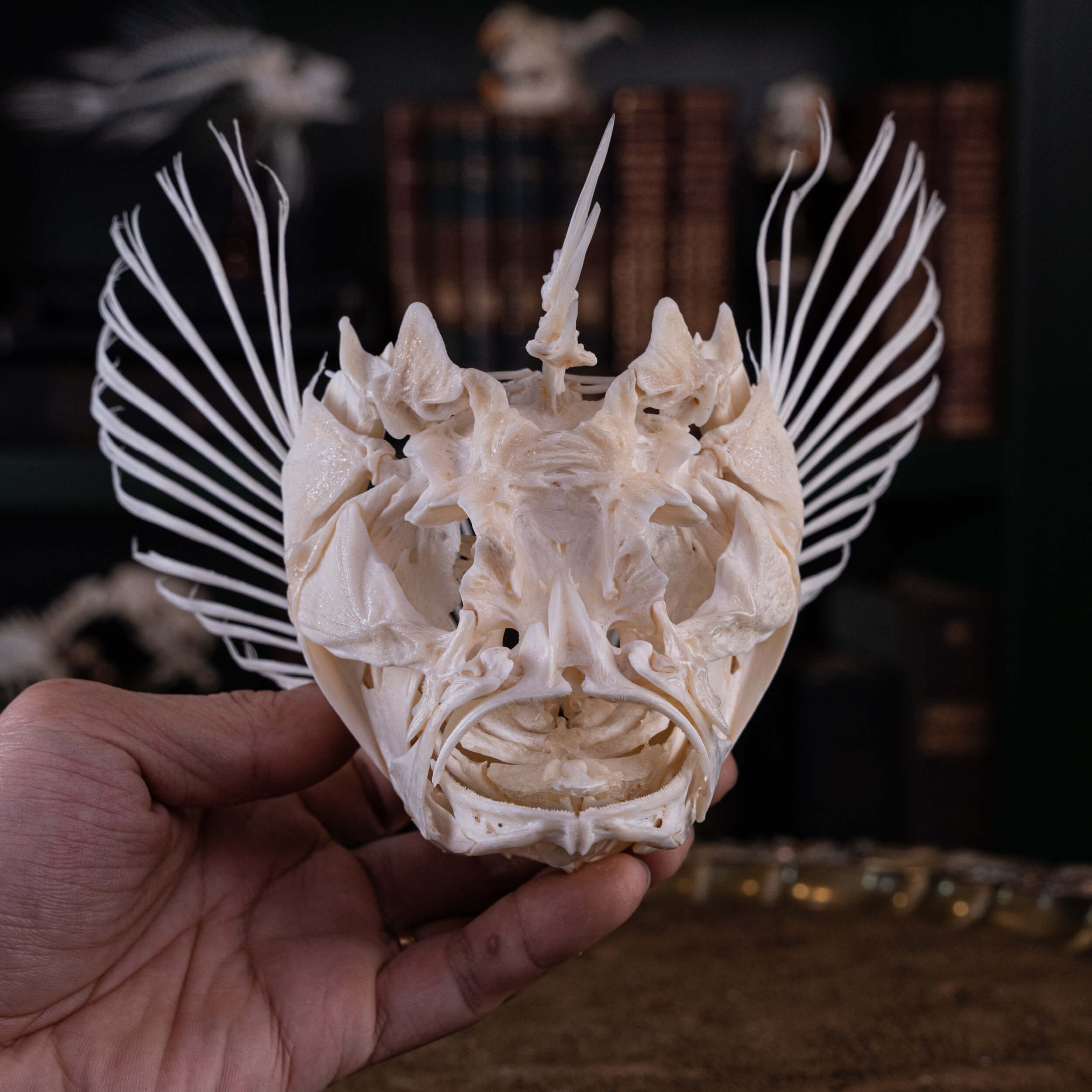 Real Lionfish Skeleton, Lionfish Taxidermy, fish skull, Poisonous fish  anatomy 