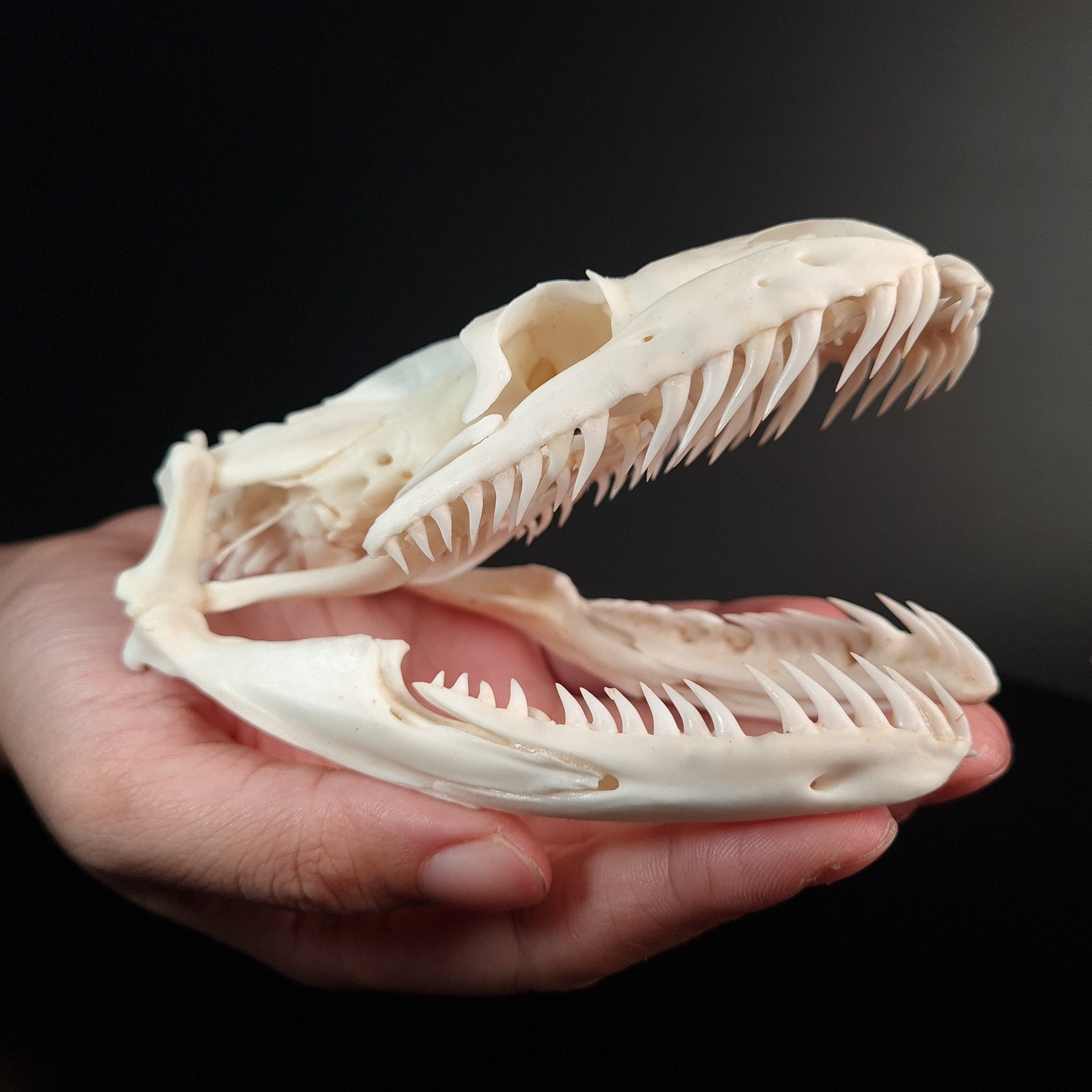 本物のパイソンの頭蓋骨 11.5 cm XXL、ヘビの頭蓋骨、ヘビの骨格