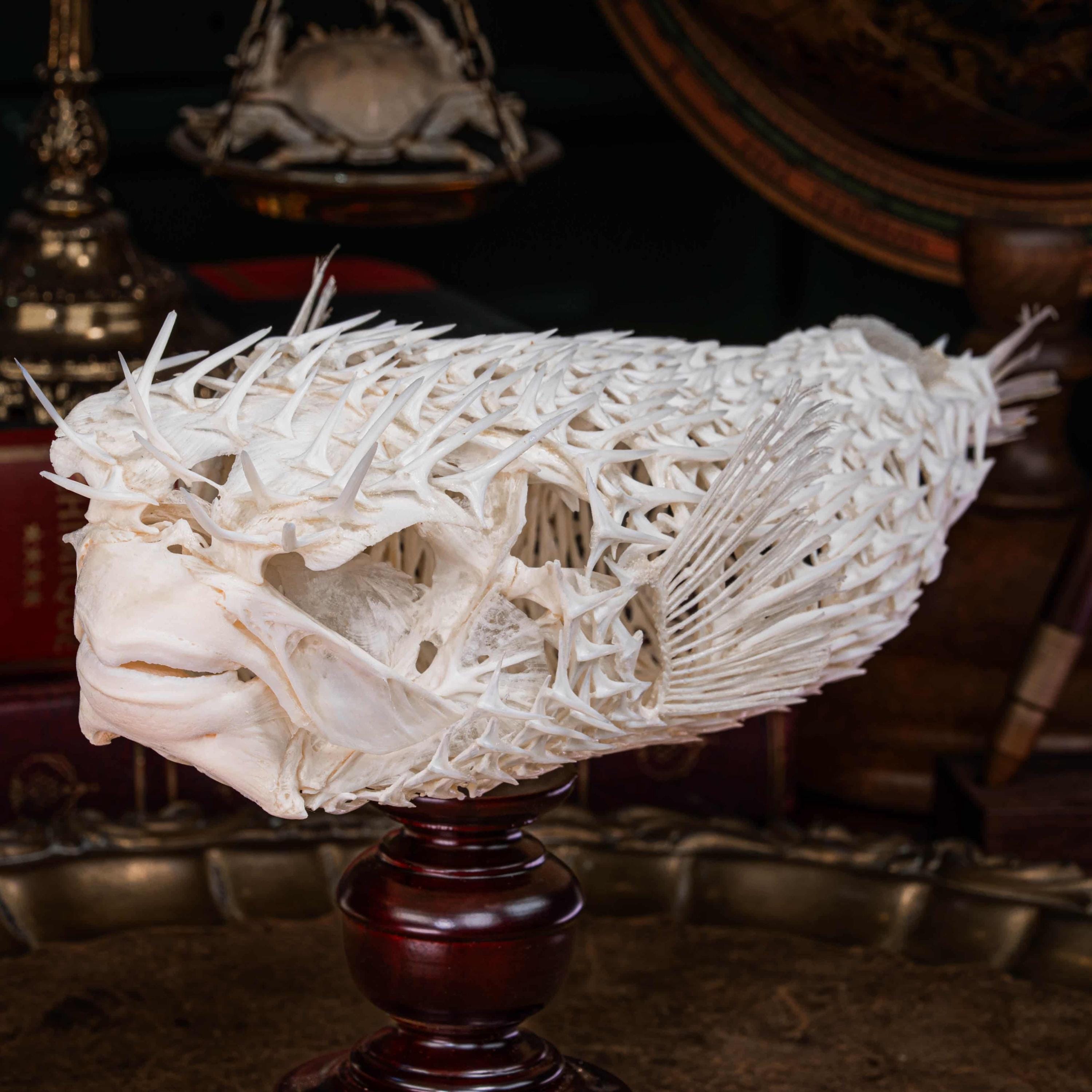 ハリセンボンの骨格 本物の魚の剥製 - 海洋生物学の珍奇、自然史