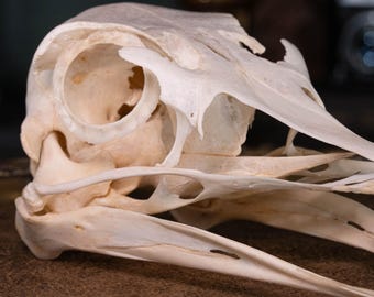 本物のダチョウの頭蓋骨 – 大型鳥類の剥製 – 動物の骨標本 – 珍品陳列