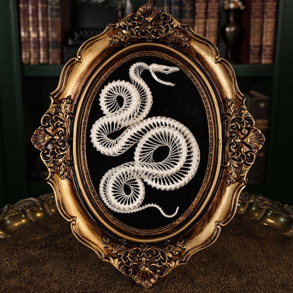 Real Snake skeleton, snake skull, snake fangs taxidermy on Gothic vintage frame