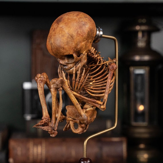 3D Printed Human Fetus, Infant Baby Skeleton, Hand Painted