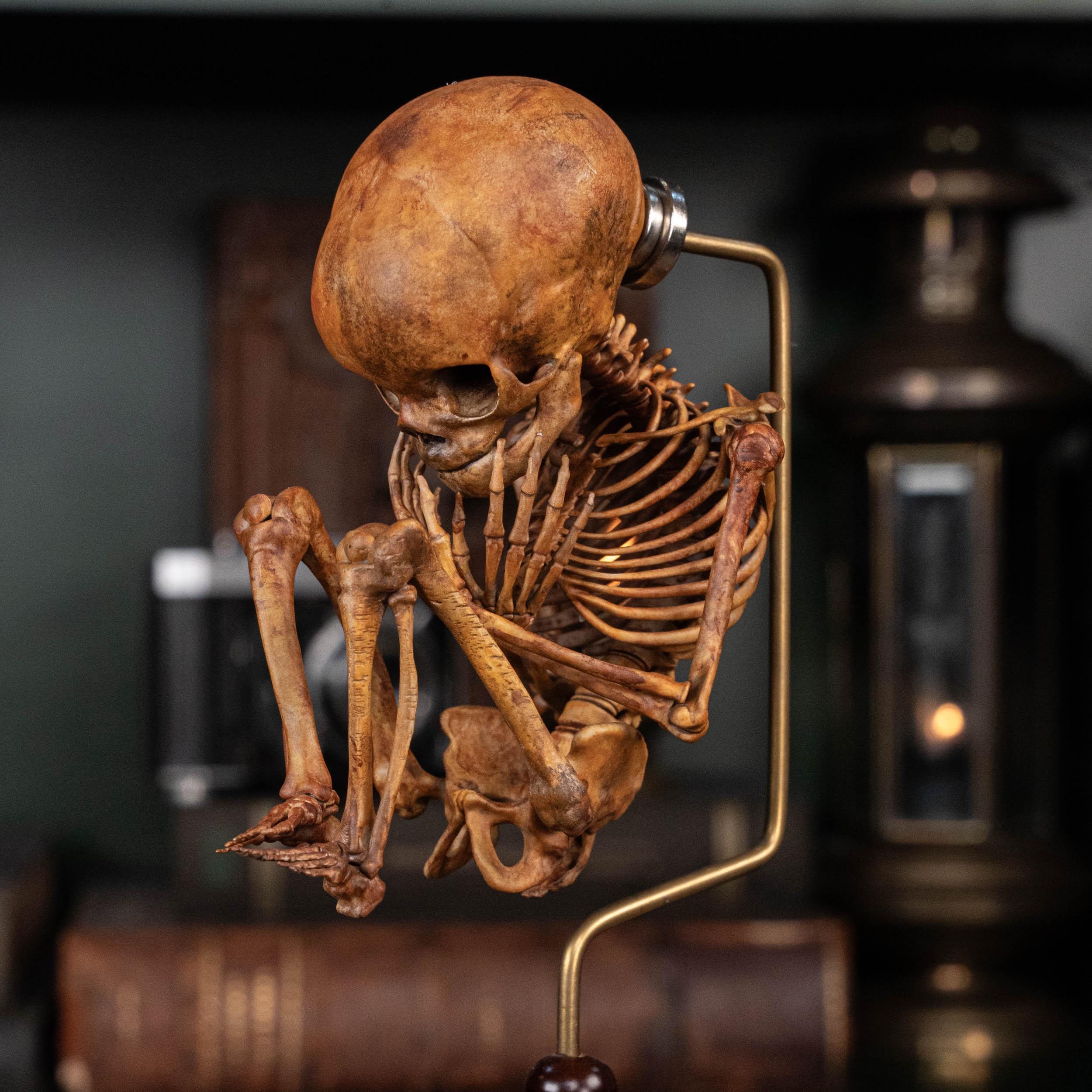 3D Printed Human Fetus, Infant Baby Skeleton, Hand Painted