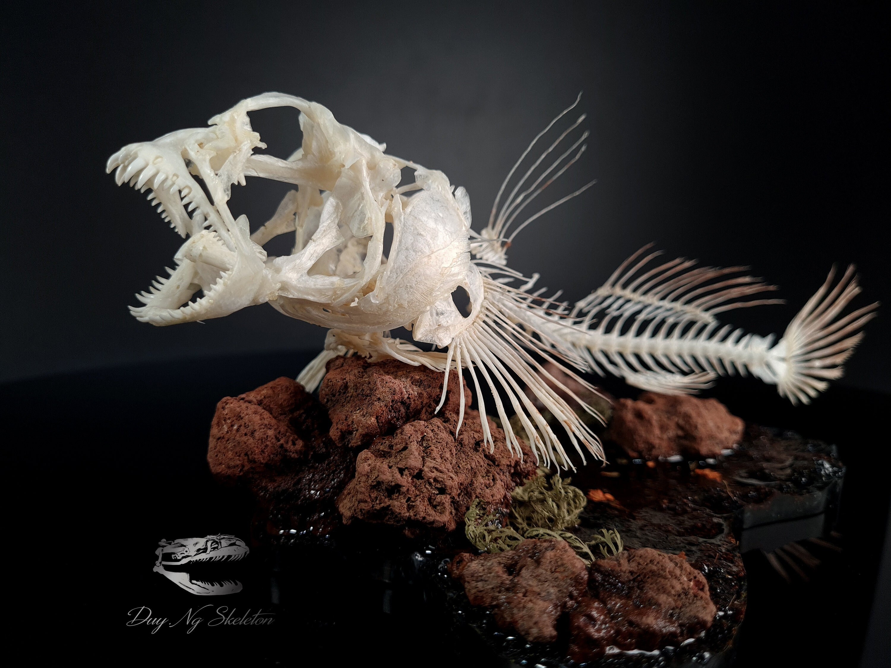 Fish Taxidermy for sale Only 4 left at 65