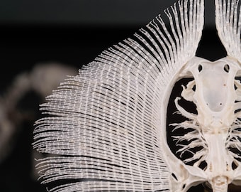 アカエイの骨格 本物の魚の剥製 | 航海ゴシック装飾、海をテーマにした