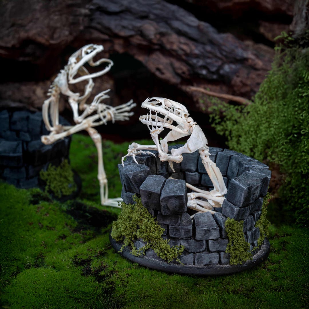 Diorama di scheletro di rana vera: macabra arte gotica da gabinetto