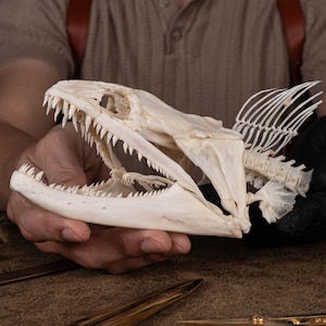 May include: A close-up of a white fish skull with sharp teeth and a bony fin. The skull is being held in a person's hand.