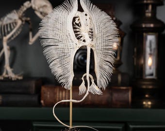 アカエイの骨格 本物の魚の剥製 | 航海ゴシック装飾、海をテーマにした