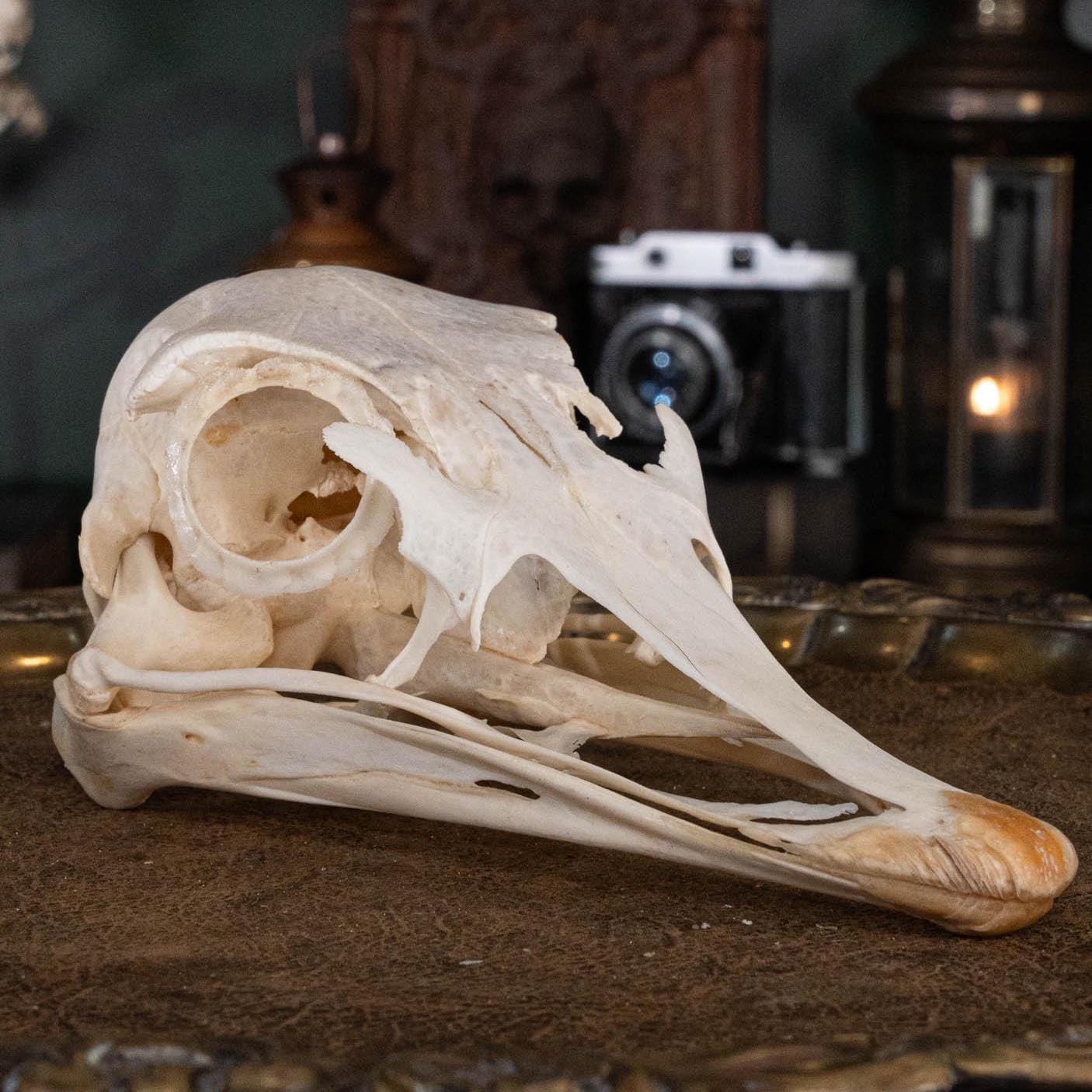 特大！ ダチョウ Ostrich の頭骨 157342274.jpg?cmsp_timestamp=