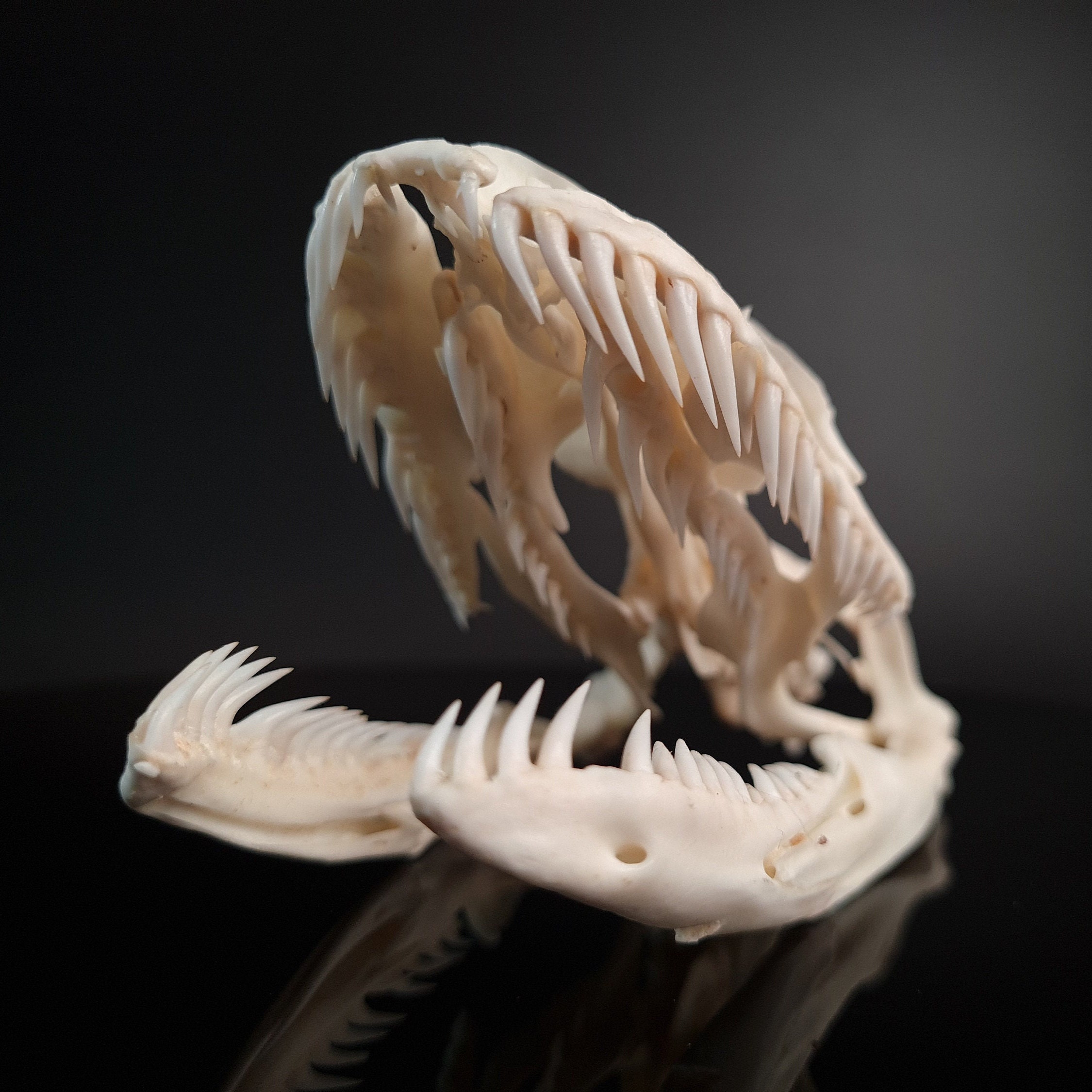 Real Python Skull 11.5 Cm XXL Snake Skull Snake Skeleton - Etsy