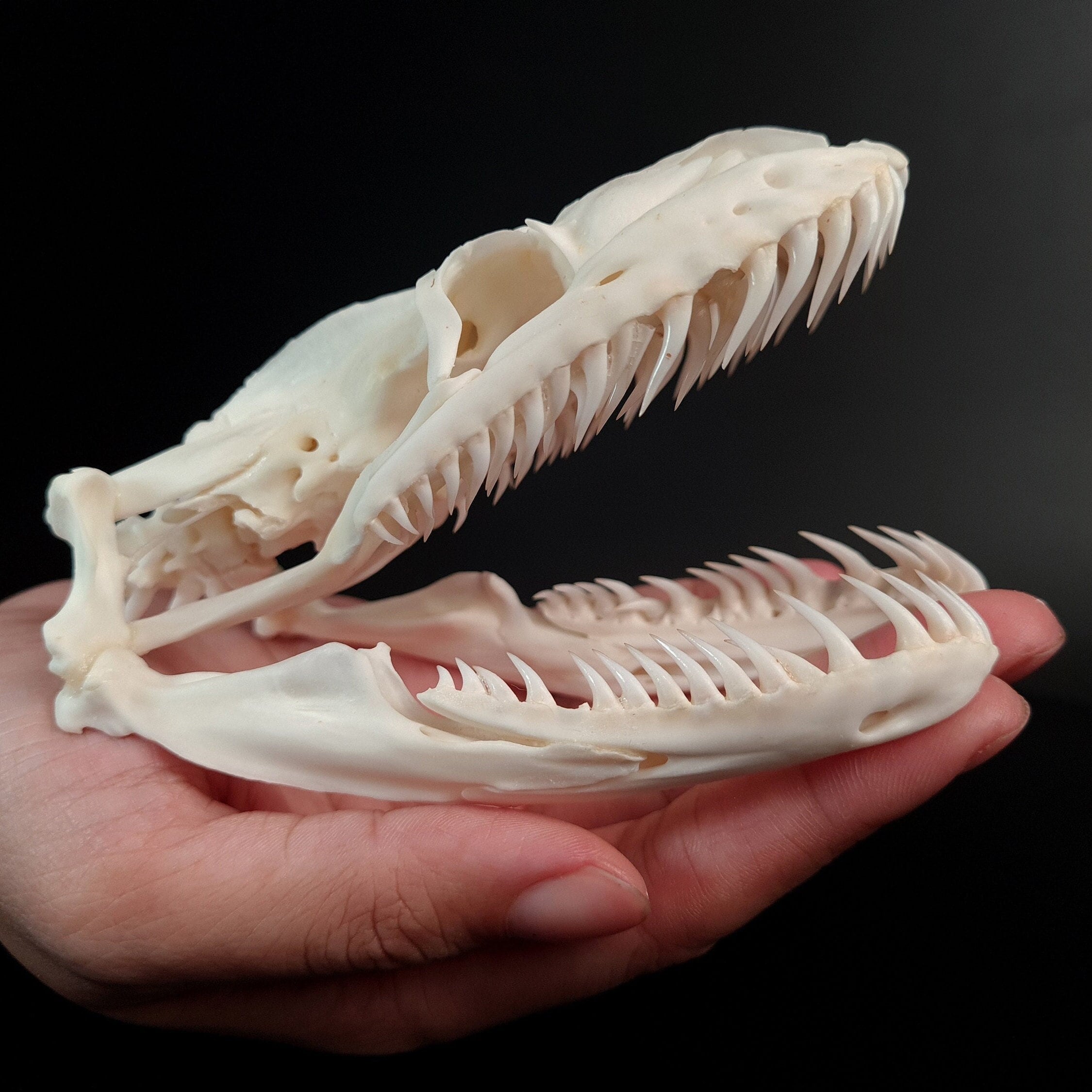 Python skull